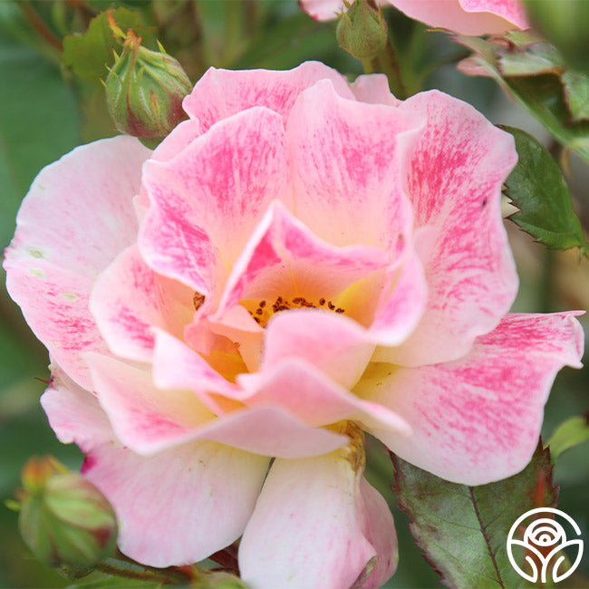Heirloom Cocktail Roses Champagne Cocktail Rose - - Moderately Fragrant – Heirloom Roses