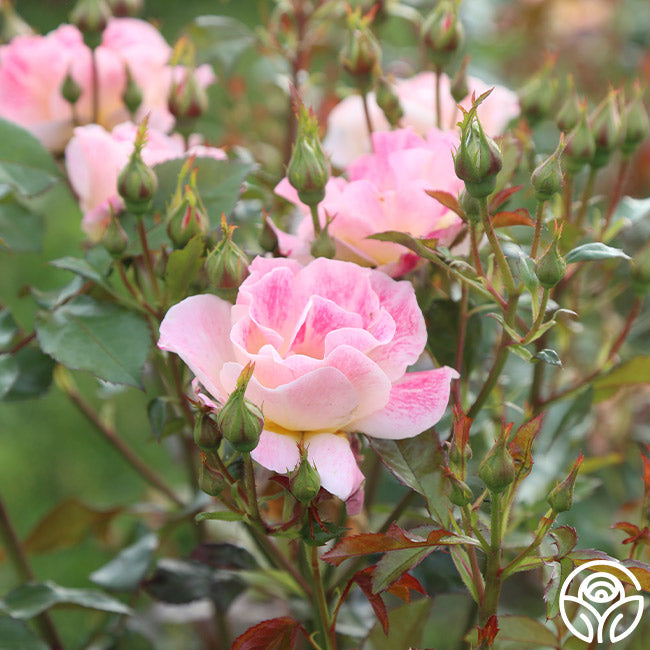 Heirloom Cocktail Roses Champagne Cocktail Rose - - Moderately Fragrant – Heirloom Roses