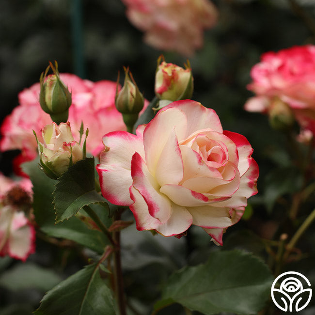 Cherry Parfait Rose - Grandiflora - Lightly Fragrant – Heirloom Roses