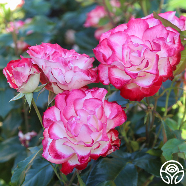 Cherry Parfait Rose - Grandiflora - Lightly Fragrant – Heirloom Roses