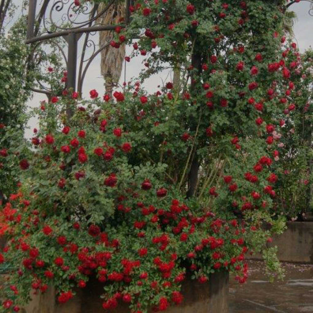Cherry Garland™