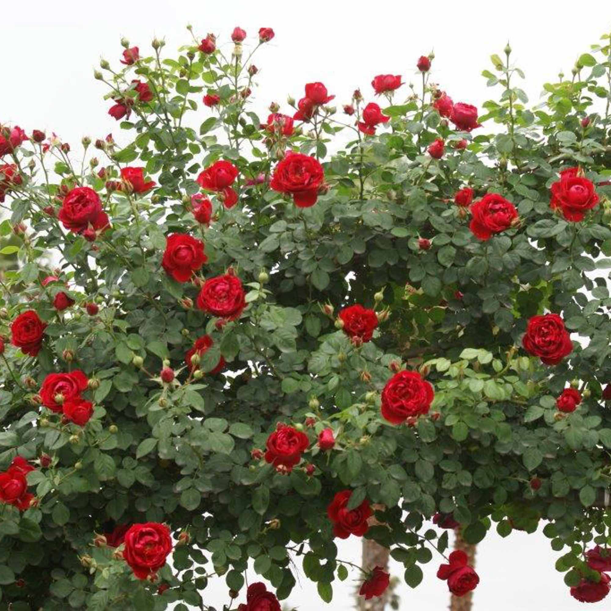 Cherry Garland™