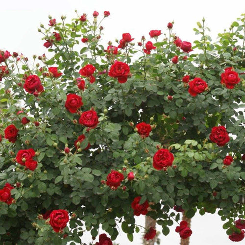 Cherry Garland™