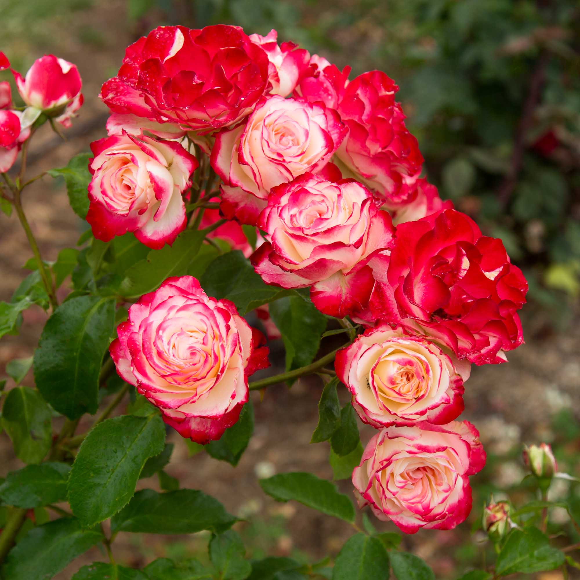 Cherry Parfait Grandiflora Rose | Colorful Rose Bush – Heirloom