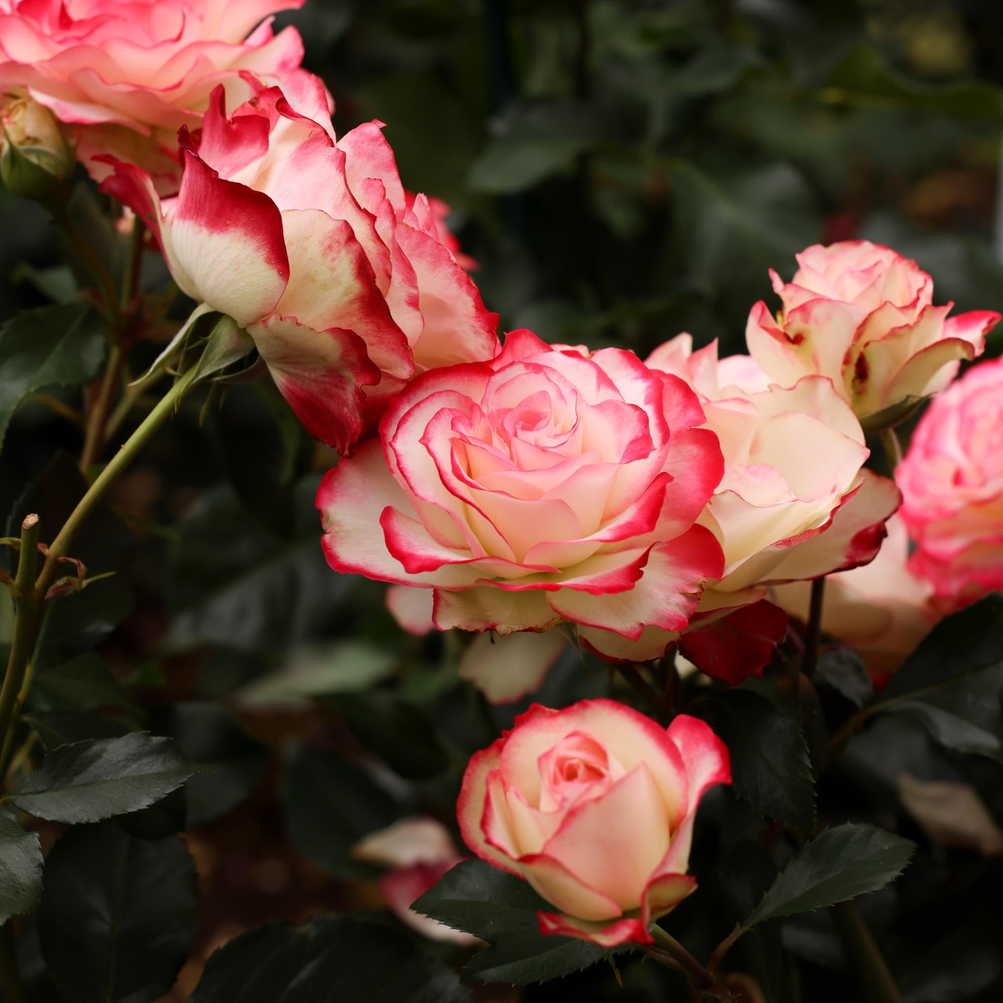 Cherry Parfait Grandiflora Rose | Colorful Rose Bush – Heirloom