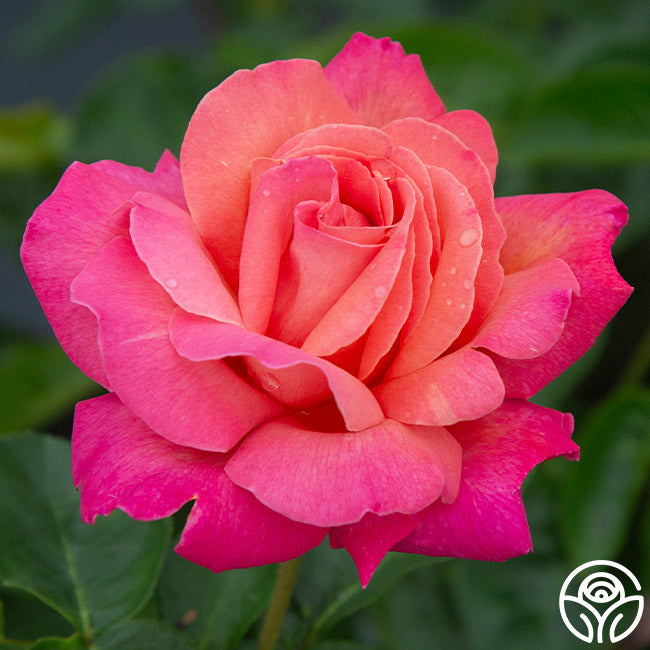 Chicago Peace Hybrid Tea Rose Colorful Rose Bush Heirloom Roses