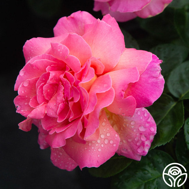 Chicago High Roses Chicago Peace Rose - Hybrid Tea - Moderately Fragrant – Heirloom Roses