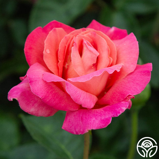 Chicago High Roses Chicago Peace Rose - Hybrid Tea - Moderately Fragrant – Heirloom Roses