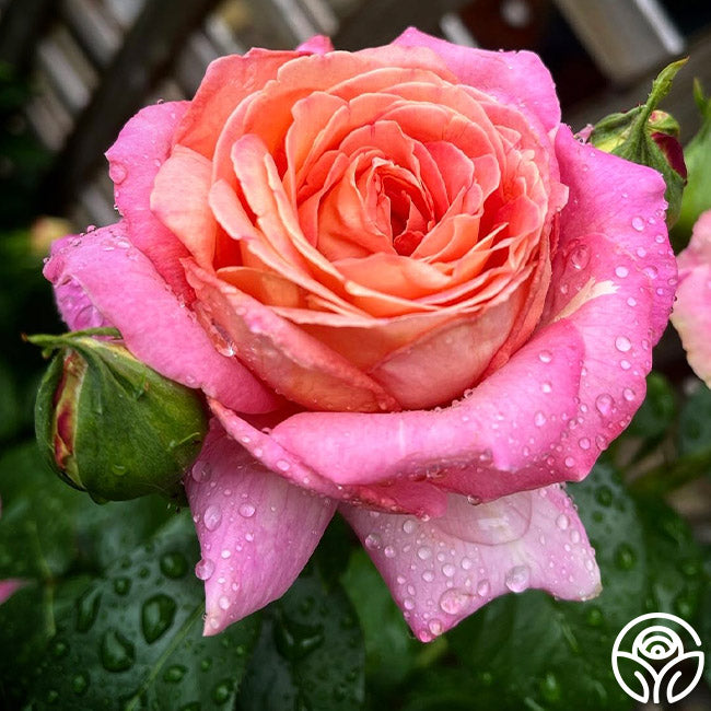 Chicago High Roses Chicago Peace Rose - Hybrid Tea - Moderately Fragrant – Heirloom Roses