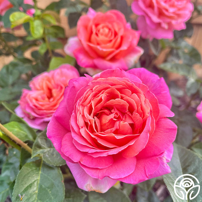 Chicago High Roses Chicago Peace Rose - Hybrid Tea - Moderately Fragrant – Heirloom Roses