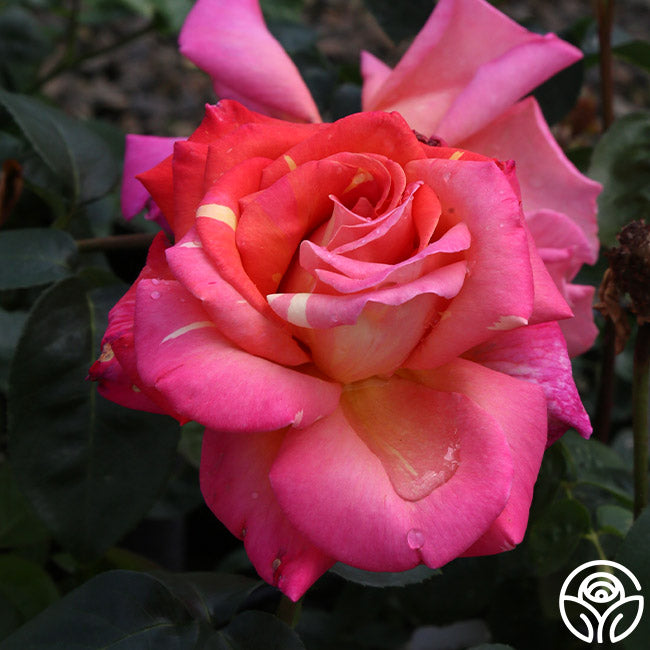 Chicago High Roses Chicago Peace Rose - Hybrid Tea - Moderately Fragrant – Heirloom Roses