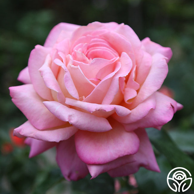 Chicago High Roses Chicago Peace Rose - Hybrid Tea - Moderately Fragrant – Heirloom Roses