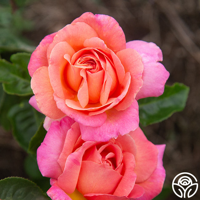 Chicago High Roses Chicago Peace Rose - Hybrid Tea - Moderately Fragrant – Heirloom Roses