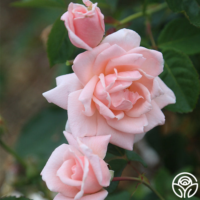 Chorale Hardy Rose | Pink Rose Bush – Heirloom