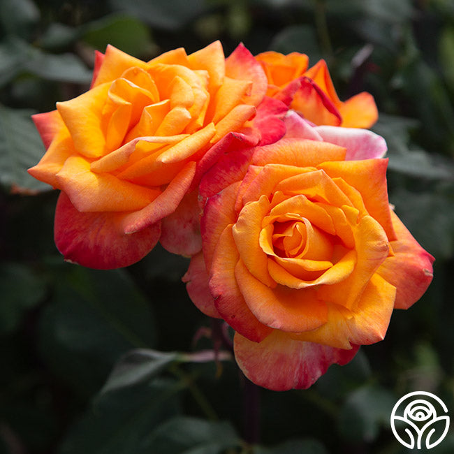 Chris Evert – Heirloom