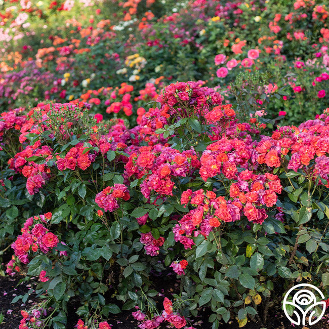 Cinco de Mayo Floribunda Rose | Colorful Rose Plant – Heirloom Roses