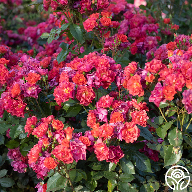 Cinco de Mayo Floribunda Rose | Colorful Rose Plant – Heirloom Roses