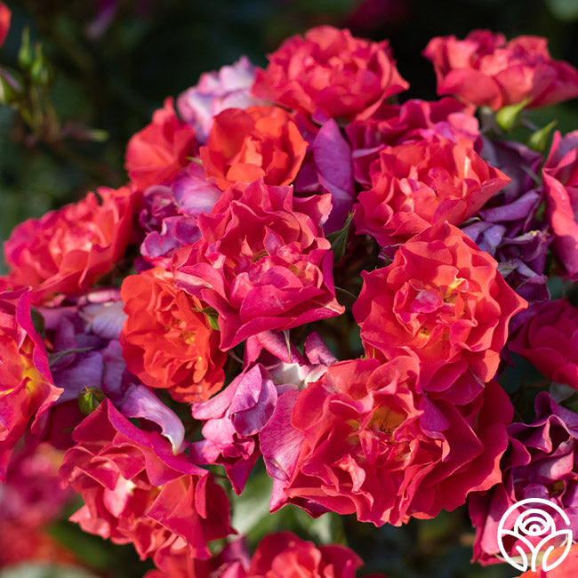 Cinco de Mayo Floribunda Rose | Colorful Rose Plant – Heirloom Roses