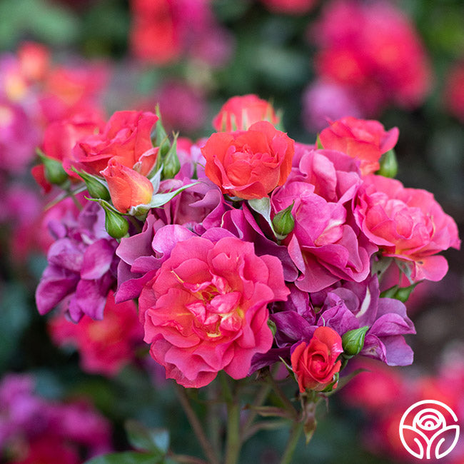 Cinco de Mayo Floribunda Rose | Colorful Rose Plant – Heirloom Roses