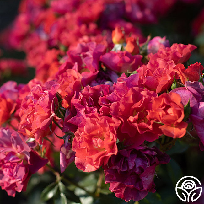 Weeks Roses Cinco de Mayo - Thumbnail 3