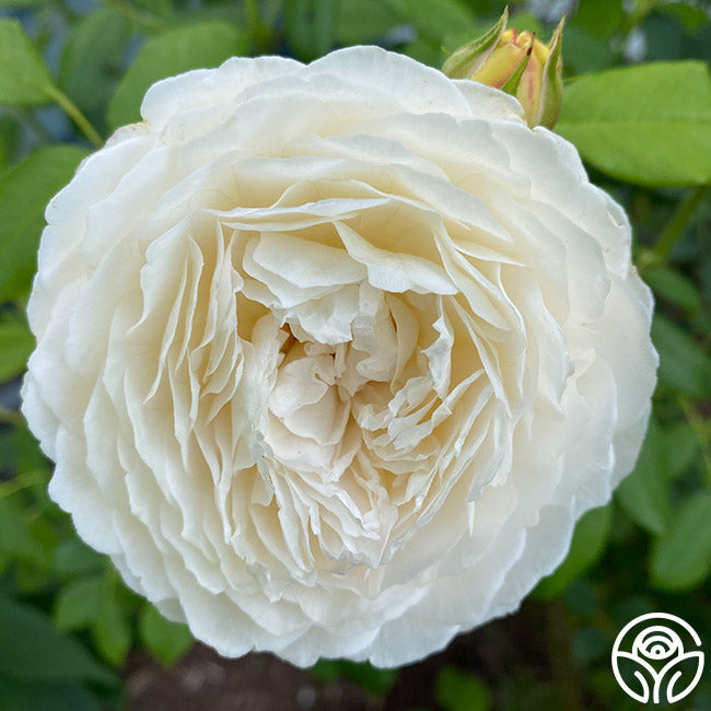 David Austin Roses Claire Austin Climbing Rose