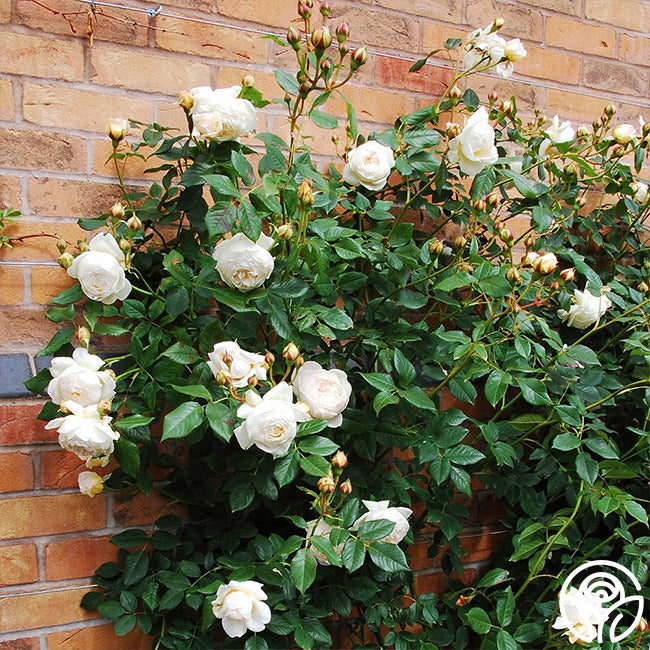 Claire Austin English Climbing Rose - Thumbnail 5
