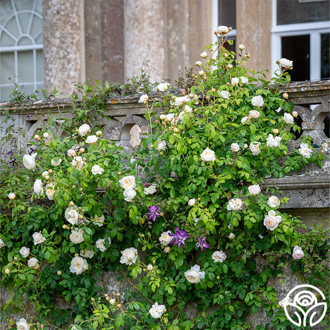 David Austin Roses Claire Austin Rose - Thumbnail 3