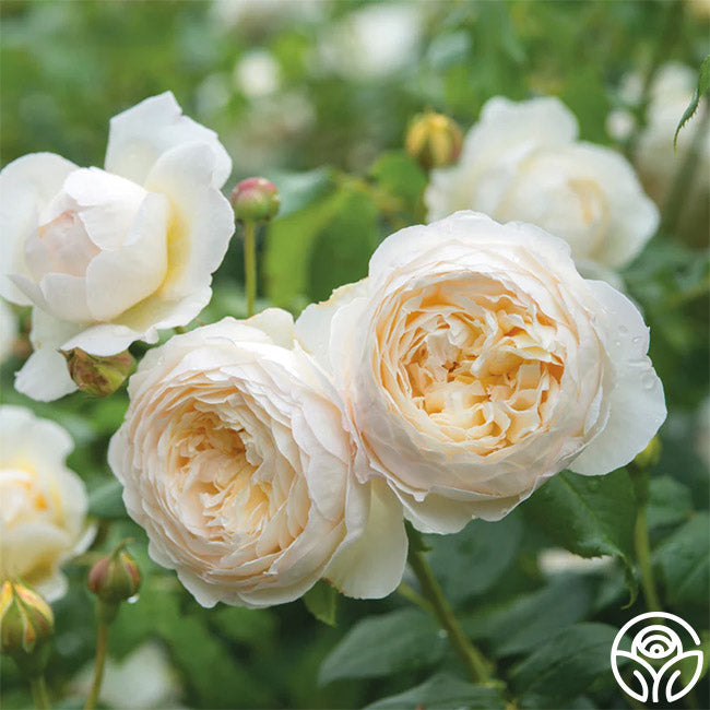 Claire Austin English Climbing Rose - Thumbnail 4