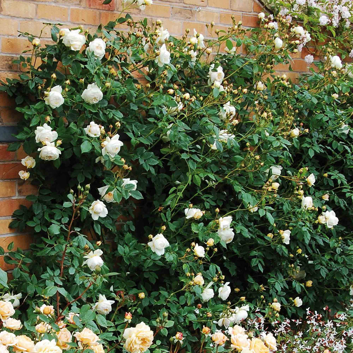 Claire Austin David Austin Climbing Rose | Heirloom Roses