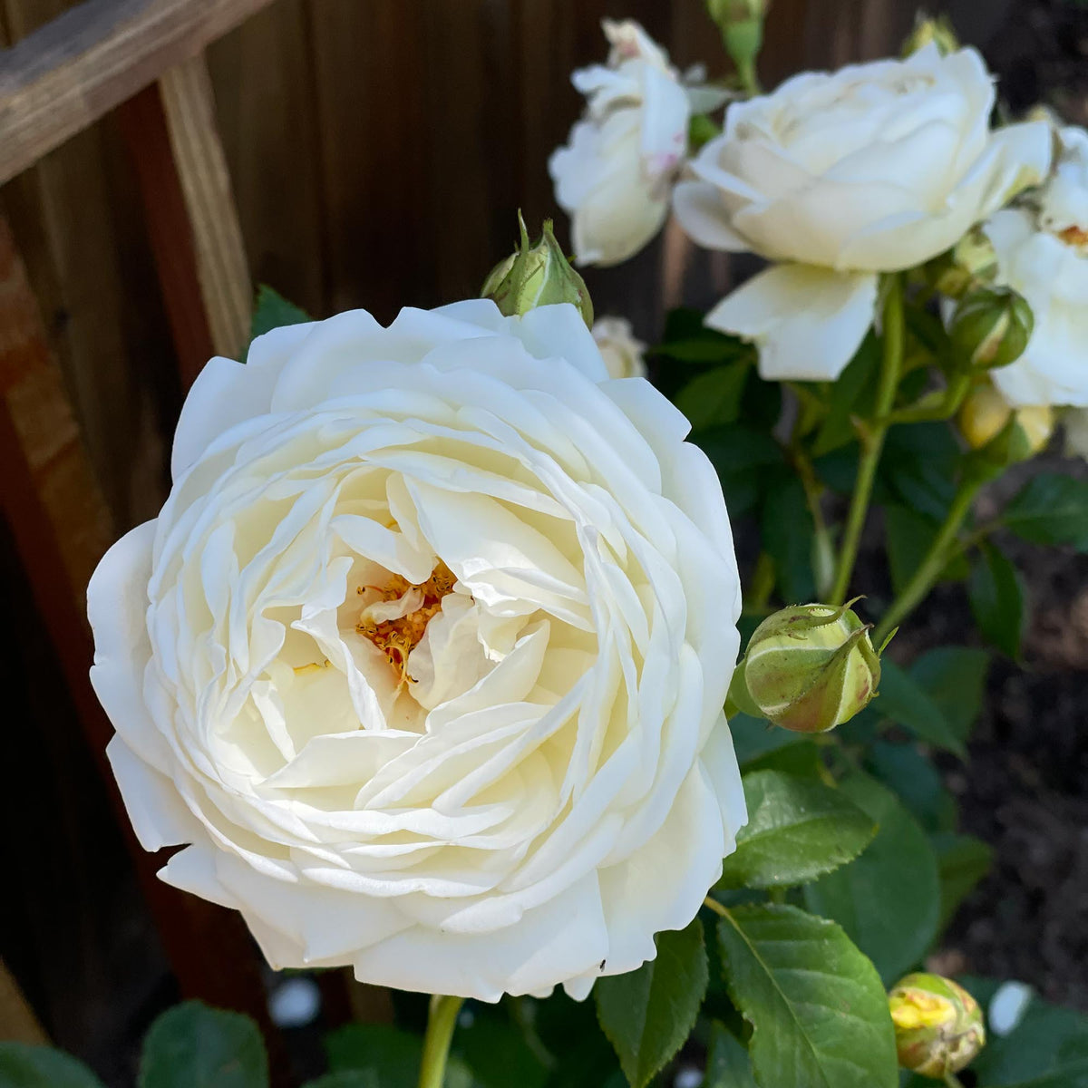 Claire Austin David Austin Climbing Rose | Heirloom Roses