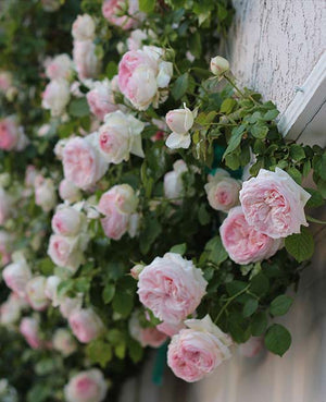 Roses, Rose Bushes, Rose Gardening, Rose Plants | Heirloom Roses