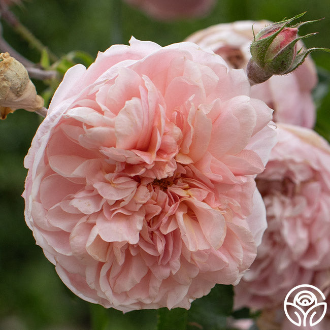 Coel Shrub Roses Colette Rose - Shrub - Moderately Fragrant – Heirloom Roses