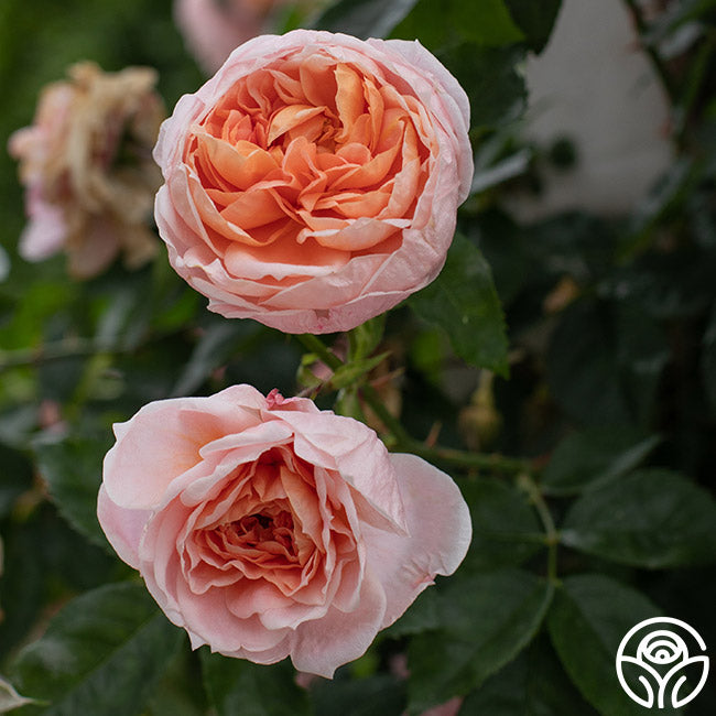 Coel Shrub Roses Colette Rose - Shrub - Moderately Fragrant – Heirloom Roses