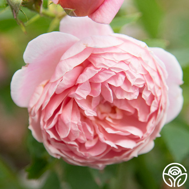 Coel Shrub Roses Colette Rose - Shrub - Moderately Fragrant – Heirloom Roses