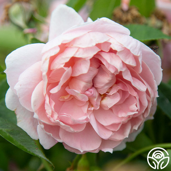 Colette Rose - Shrub - Moderately Fragrant – Heirloom Roses