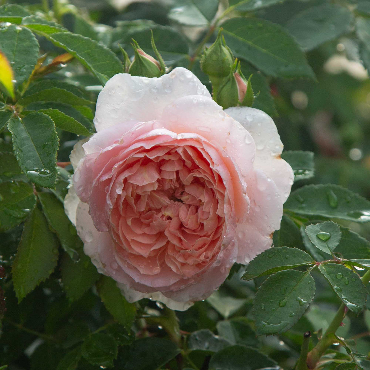Colette Climbing Rose | Fragrant Rose Bush – Heirloom