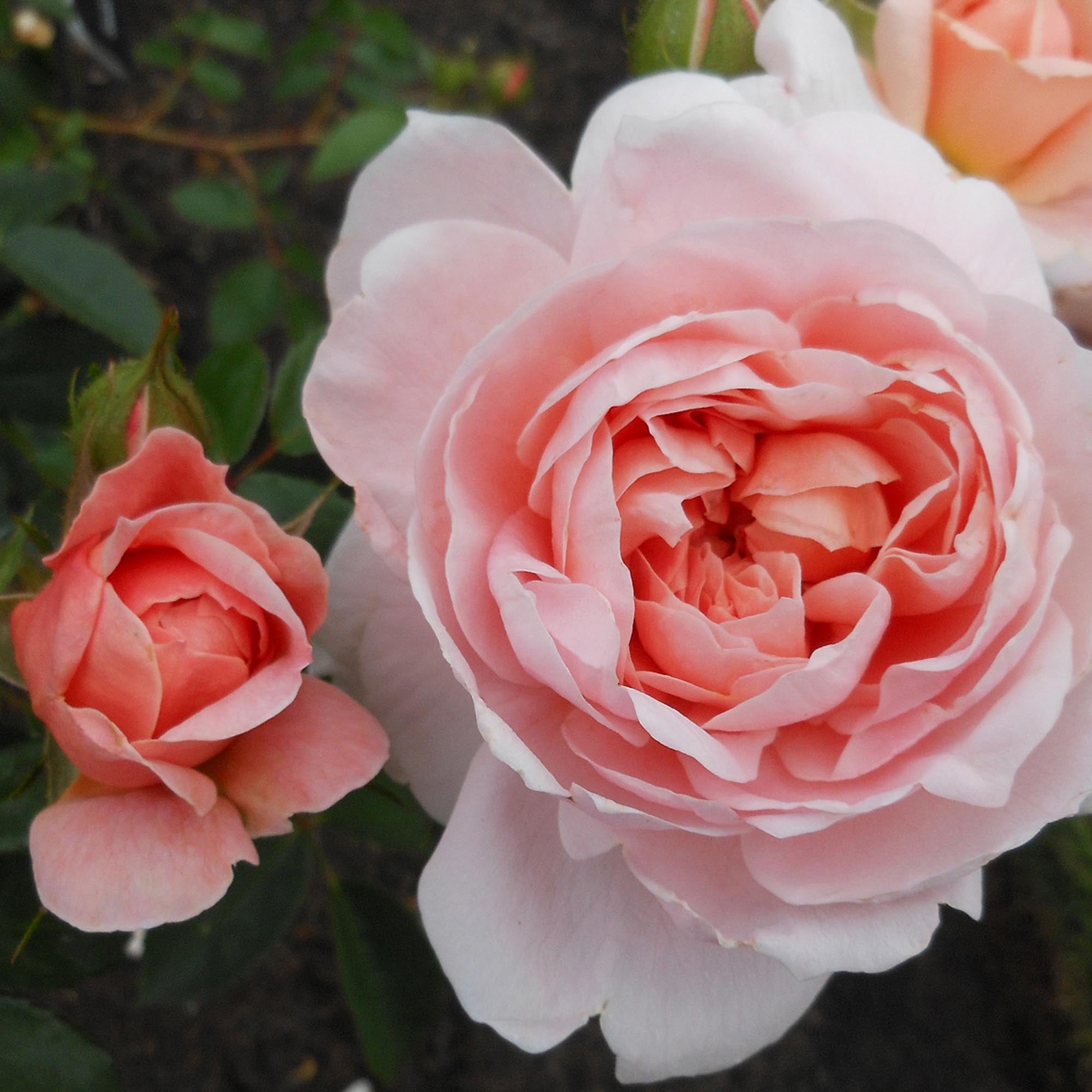 Colette®