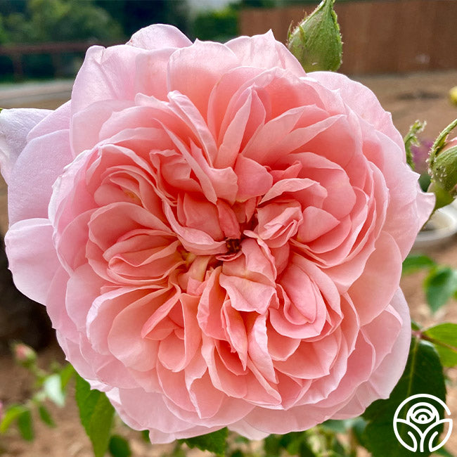 Colette Rose - Shrub - Moderately Fragrant – Heirloom Roses
