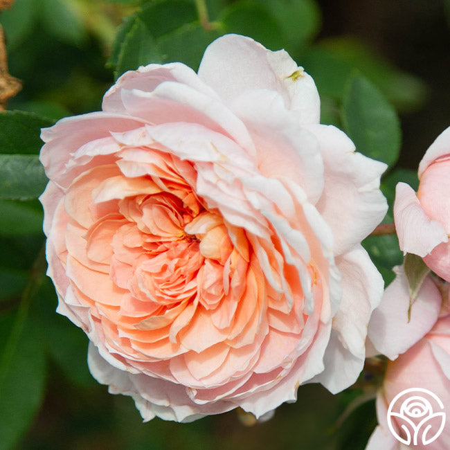 Coloth Roses Lookshap Colette Rose - Shrub - Moderately Fragrant – Heirloom Roses