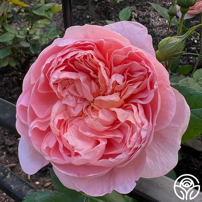 Colette Roes Colette Rose - Shrub - Moderately Fragrant – Heirloom Roses
