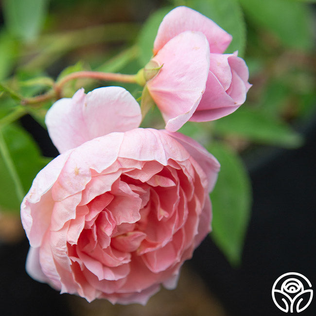 Coel Shrub Roses Colette Rose - Shrub - Moderately Fragrant – Heirloom Roses