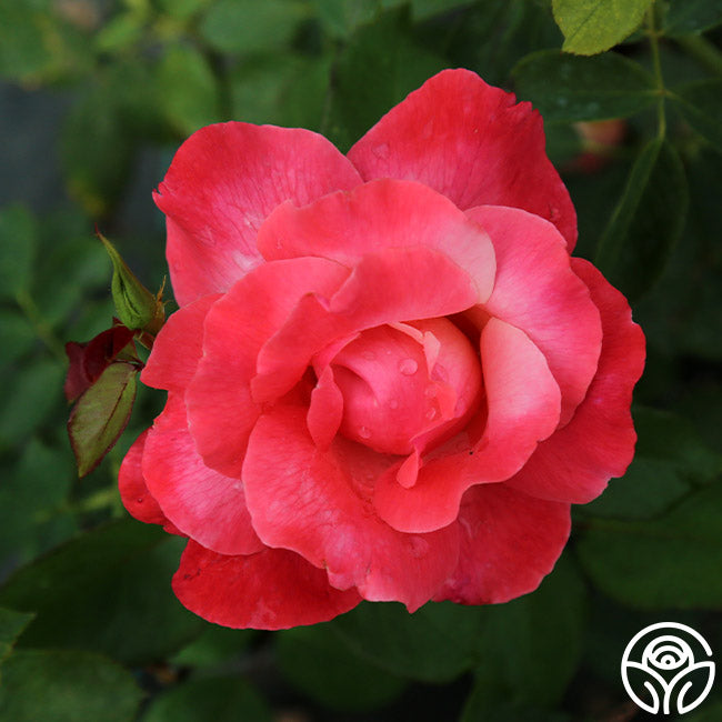 Color Magic Rose - Hybrid Tea - Very Fragrant – Heirloom Roses