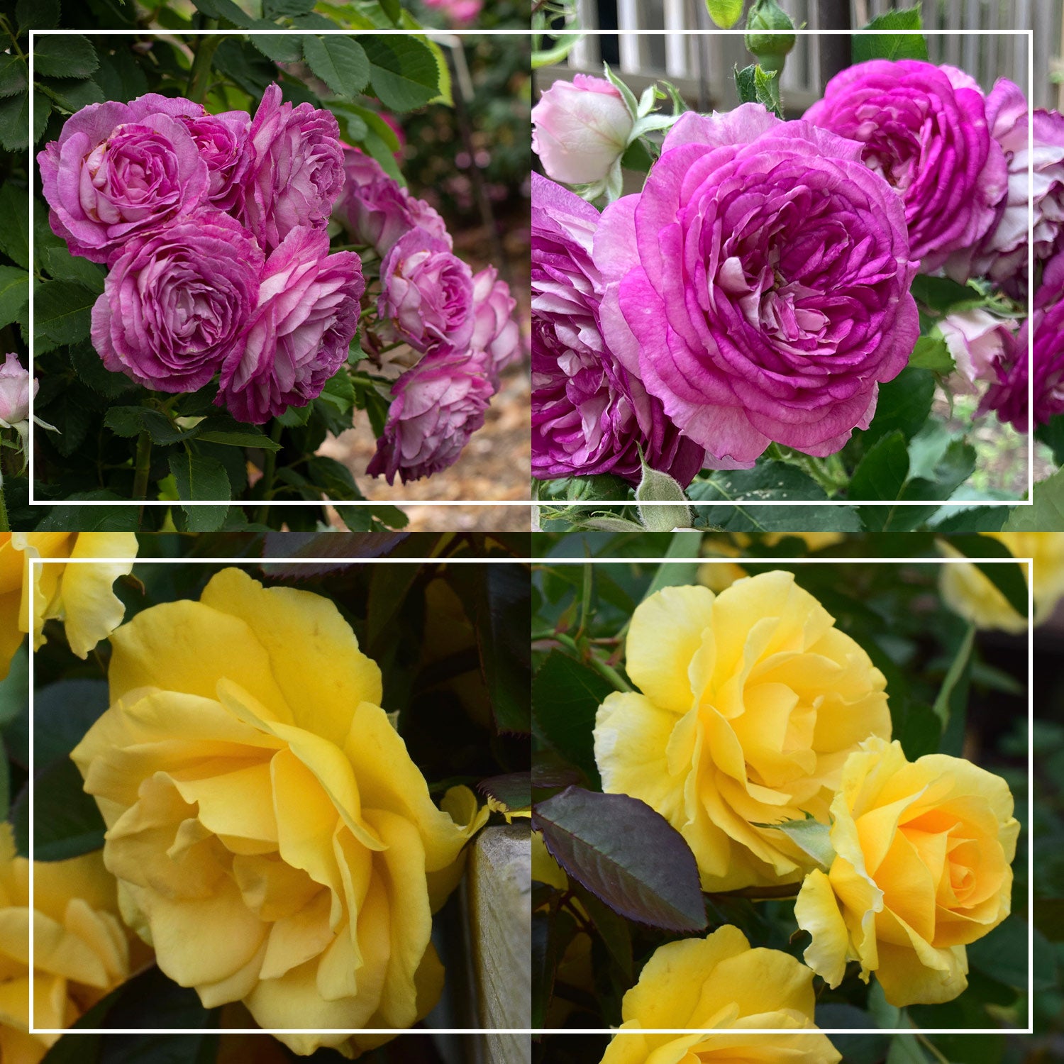 Colorful Climbers – Heirloom Roses