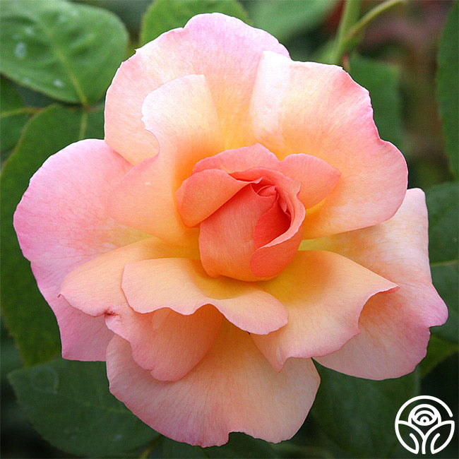 English Roses Collection – Heirloom