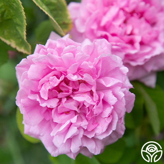 Comte de Chambord Portlands Rose | Fragrant Rose Plant – Heirloom