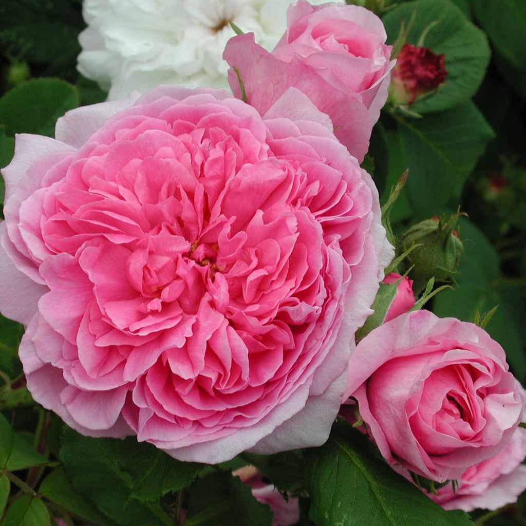 Comte de Chambord