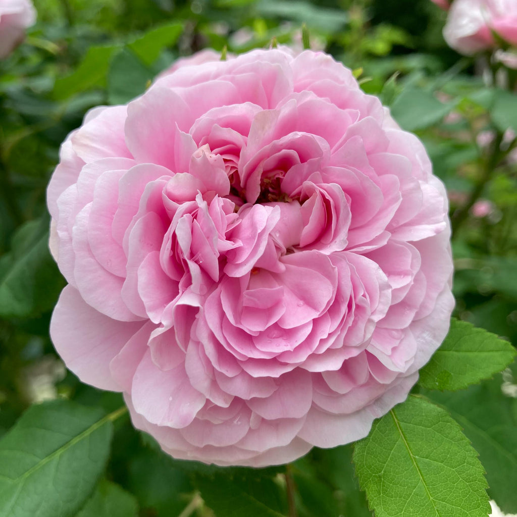 Comte de Chambord