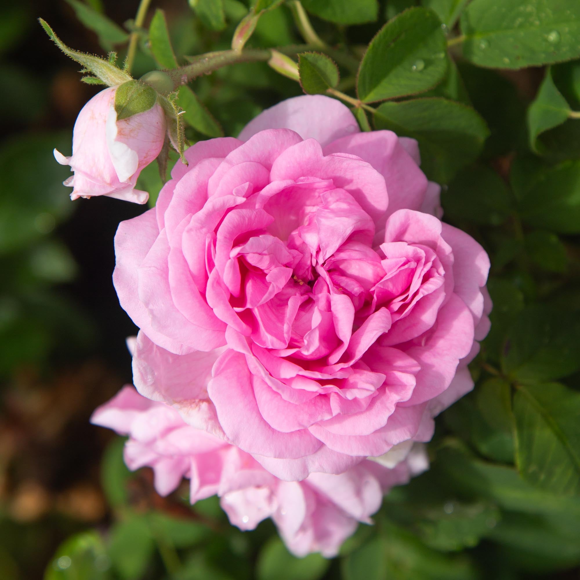 Comte de Chambord
