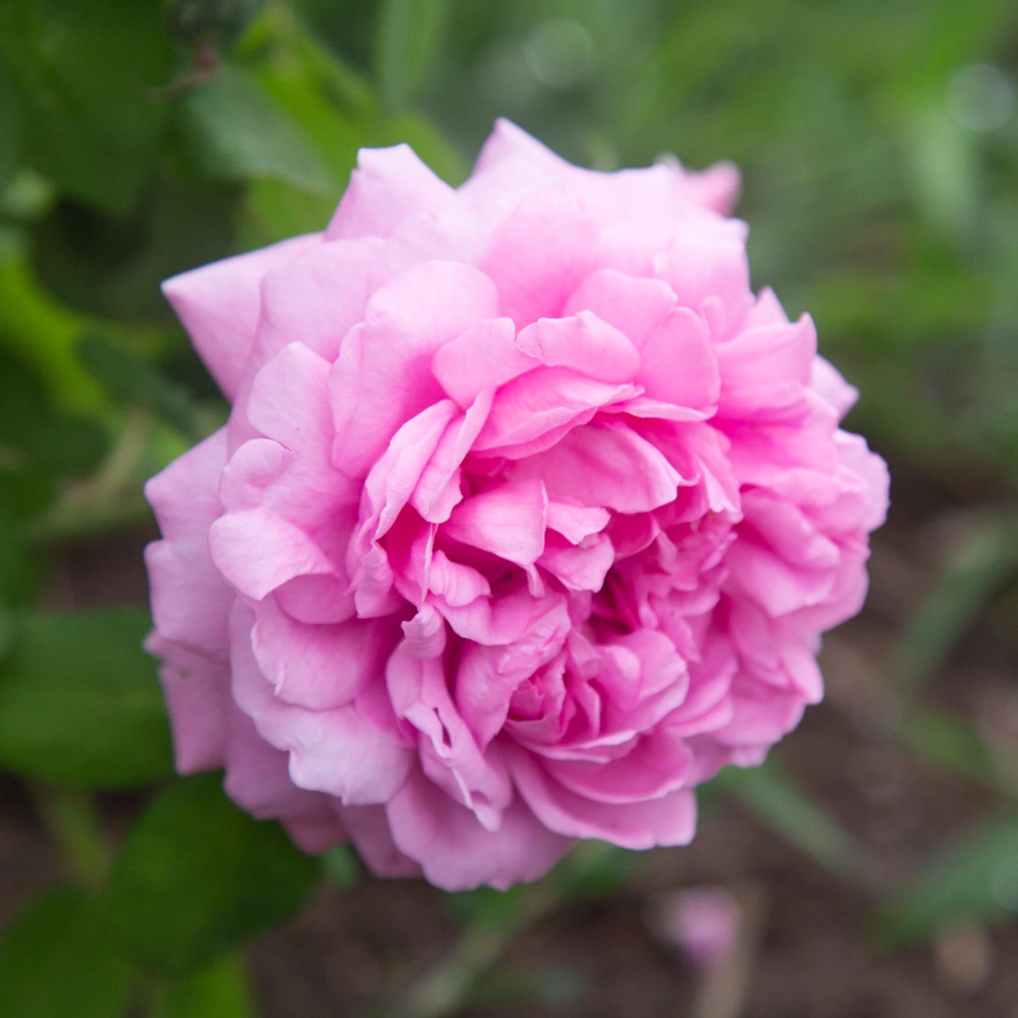 Comte de Chambord