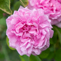 Comte de Chambord